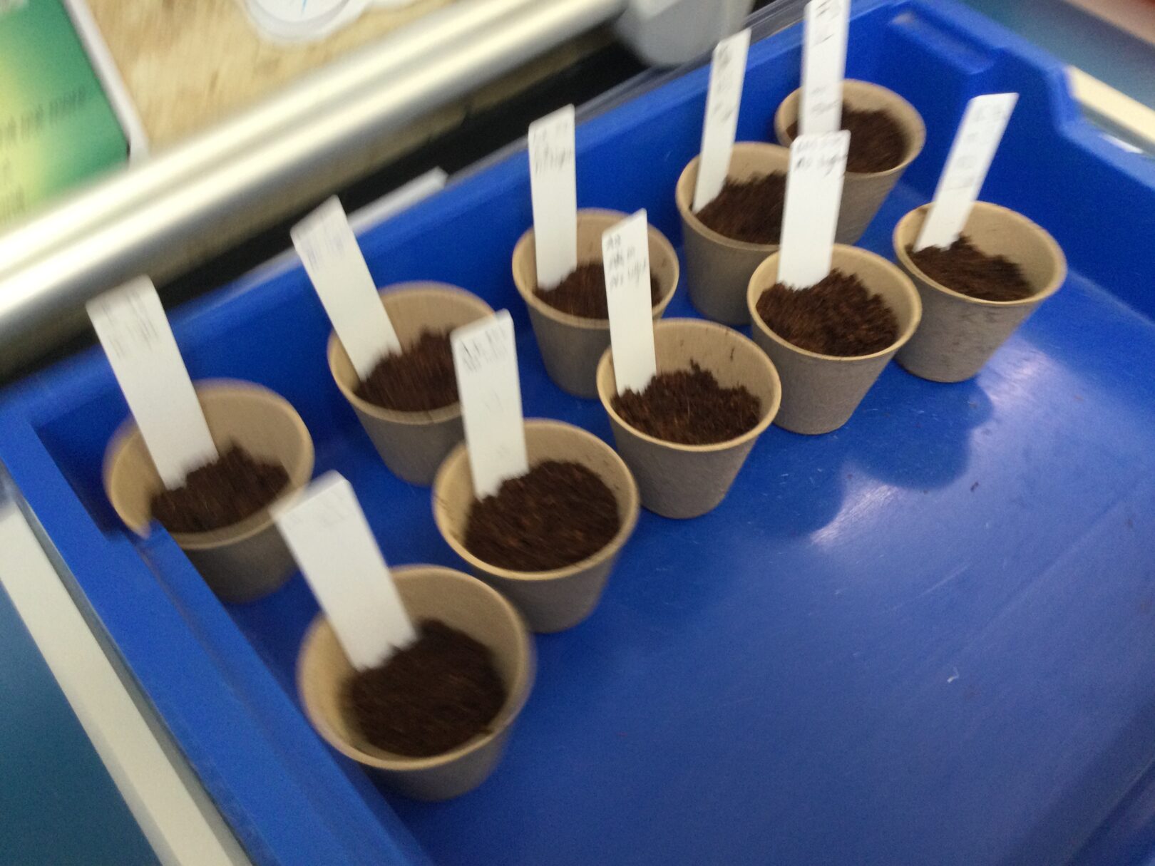 Header image for Year 3 plants learning!