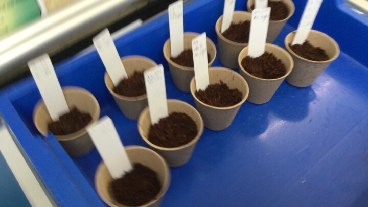 Featured image for Year 3 plants learning!