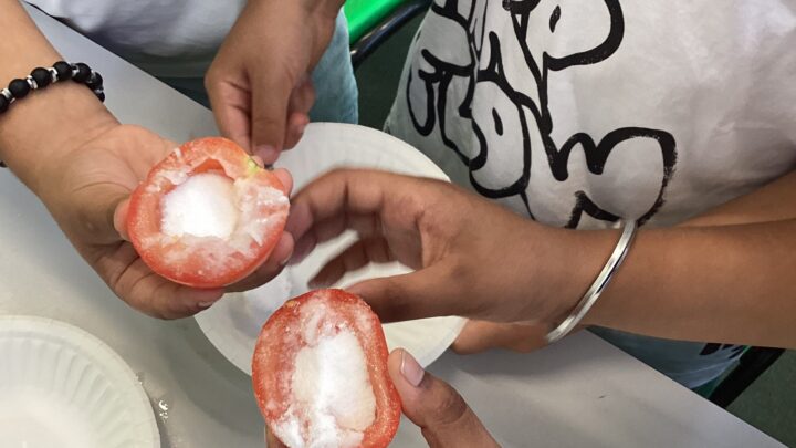 Featured image for Year 3 tomato mummification!