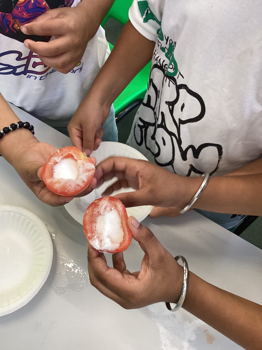 Header image for Year 3 tomato mummification!